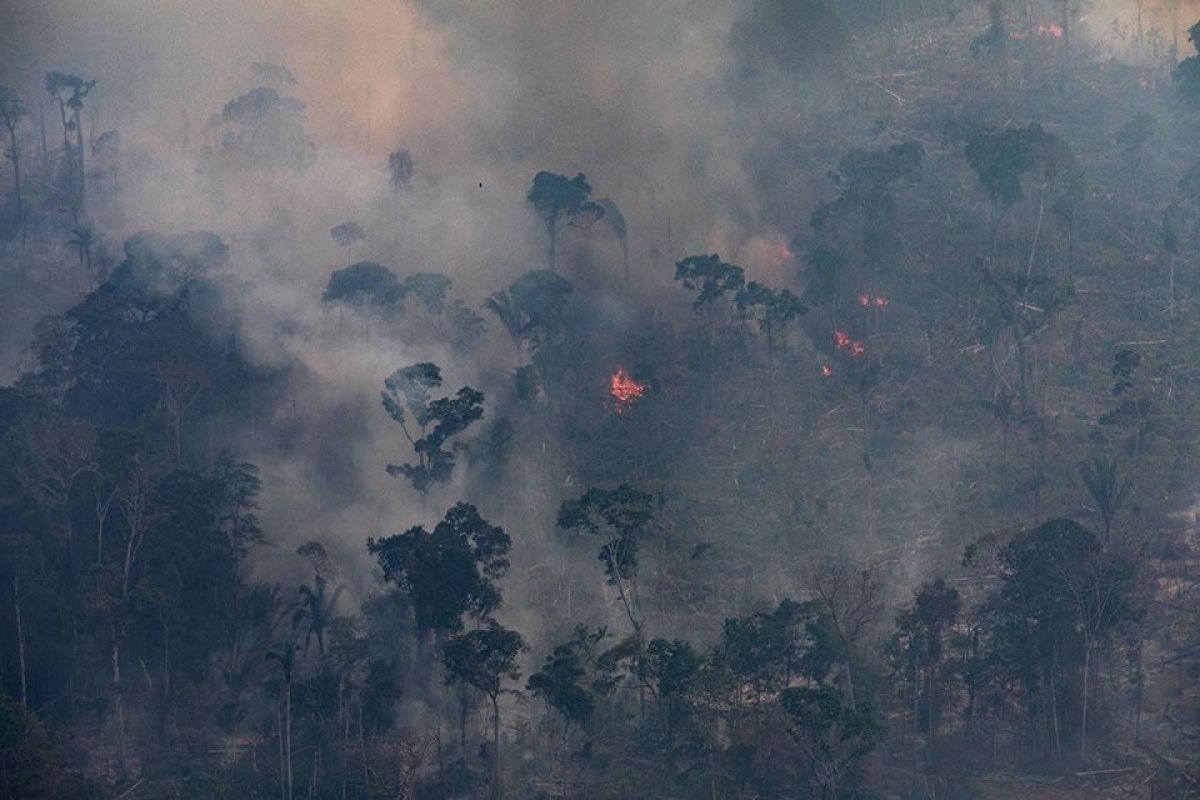 Multas aplicadas pelo Ibama caem pelo segundo ano seguido, revela levantamento 