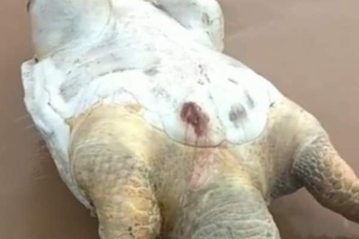 Tartarugas marinhas são encontradas mortas em Stella Maris