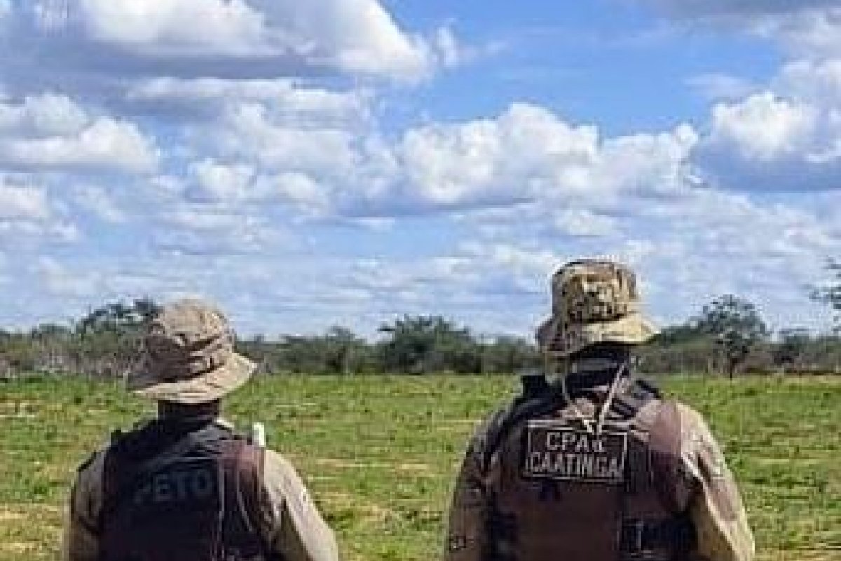 Trinta mil pés de maconha são erradicados em Campo Formoso