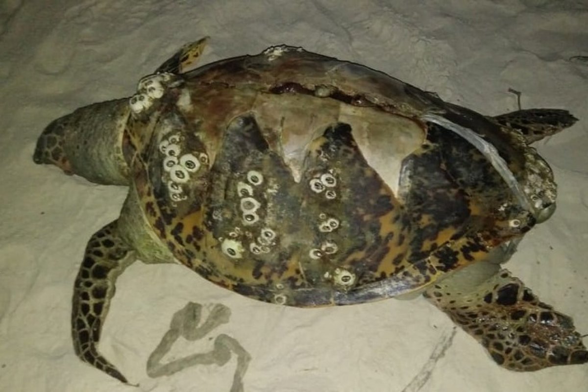 Tartarugas mortas são encontradas no sul da Bahia 