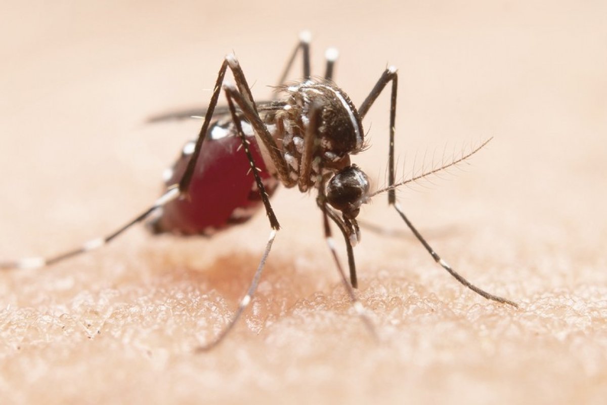 Casos de doenças provocadas pelo Aedes Aegypti caem 95% em Salvador