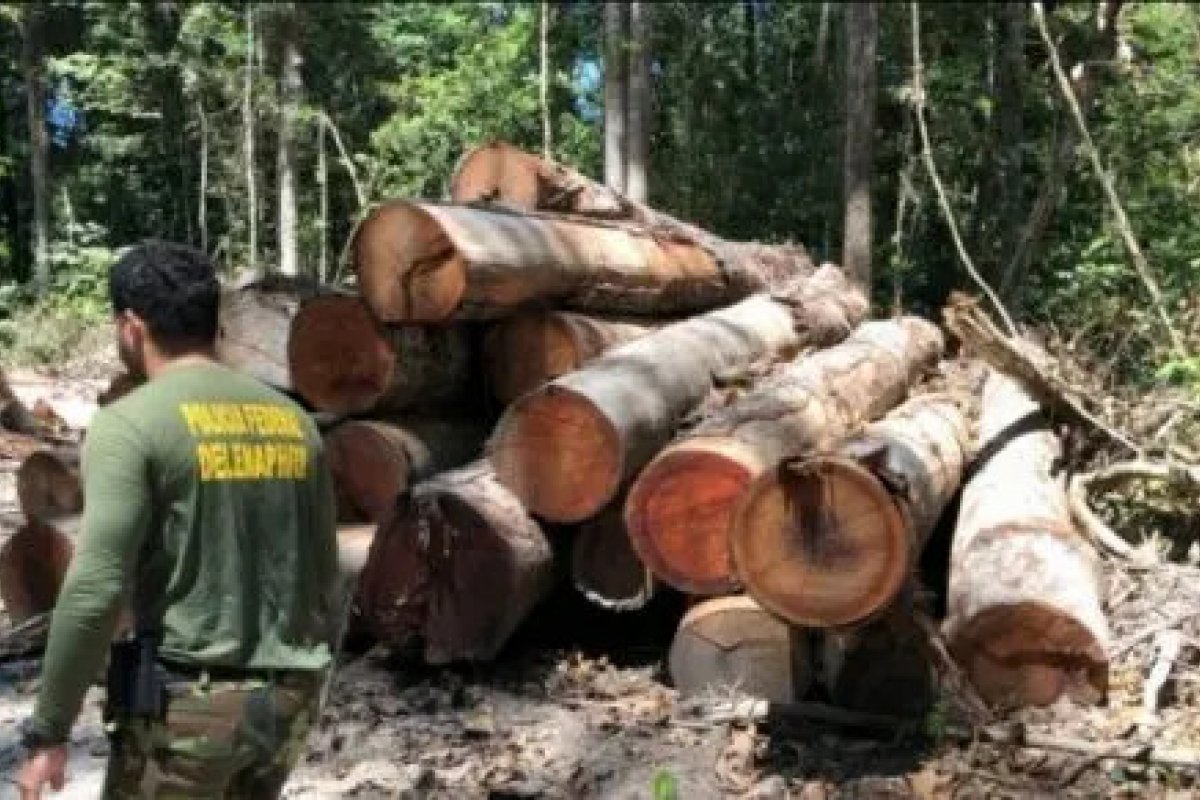 Operação da PF combate desmatamento em área de 5 mil hectares em Roraima