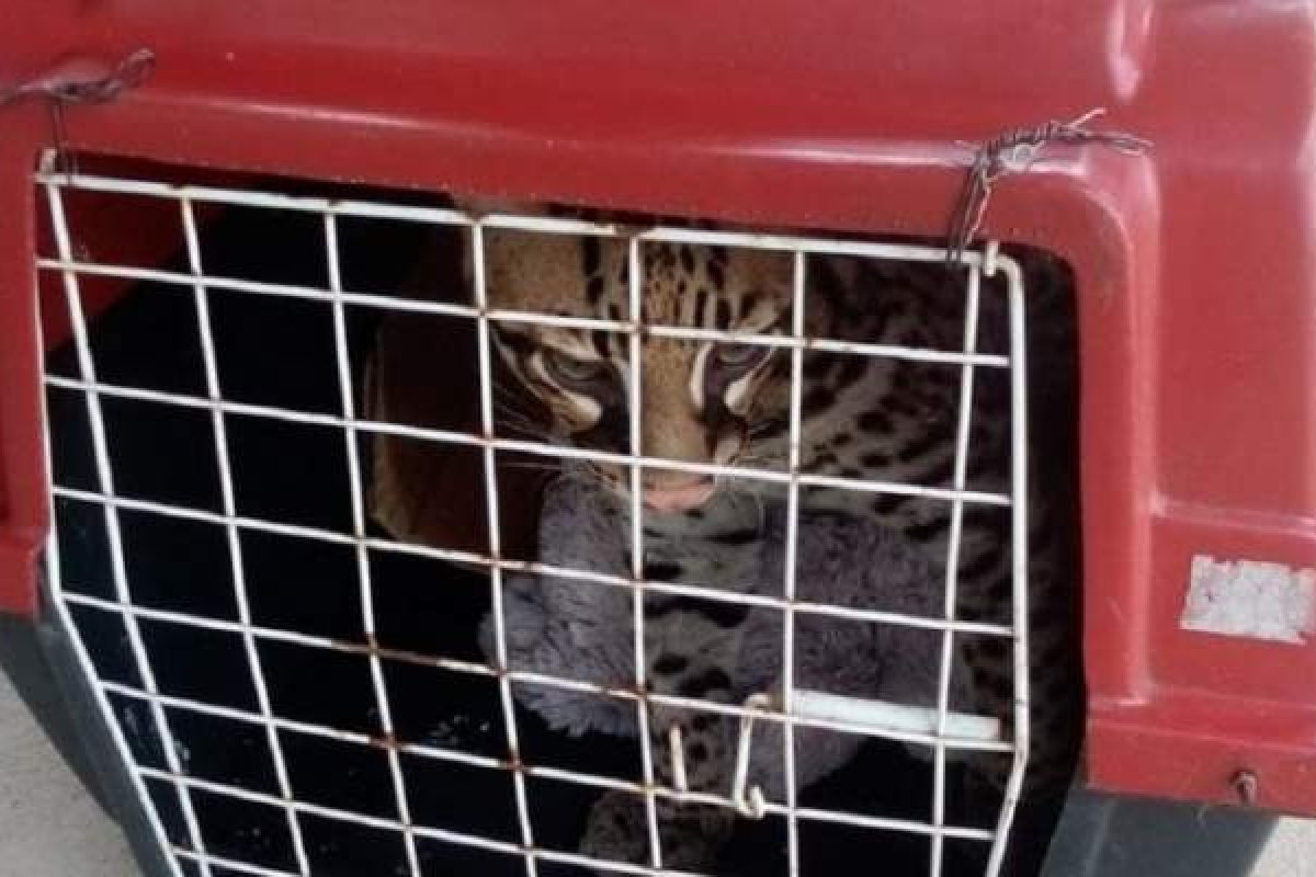 Após sete meses, mulher descobre que 'gato' adotado era uma jaguatirica 