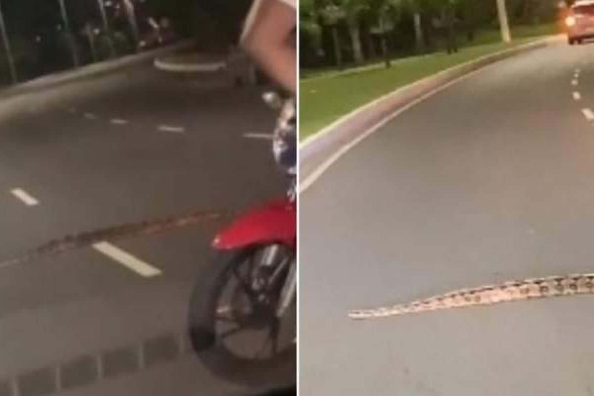 Vídeo: Cobra atravessa pista da Av. Luís Eduardo Magalhães, em Salvador 