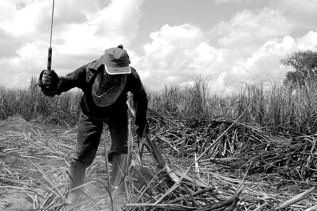 Em 11 anos, só 4,2% dos acusados foram condenados por explorar trabalho escravo, aponta pesquisa