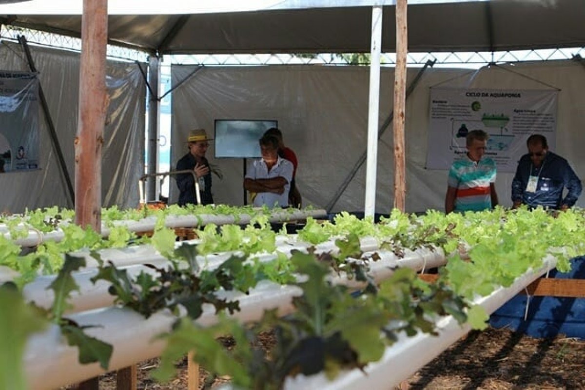 Nova variedade de soja atende necessidades de região em território baiano