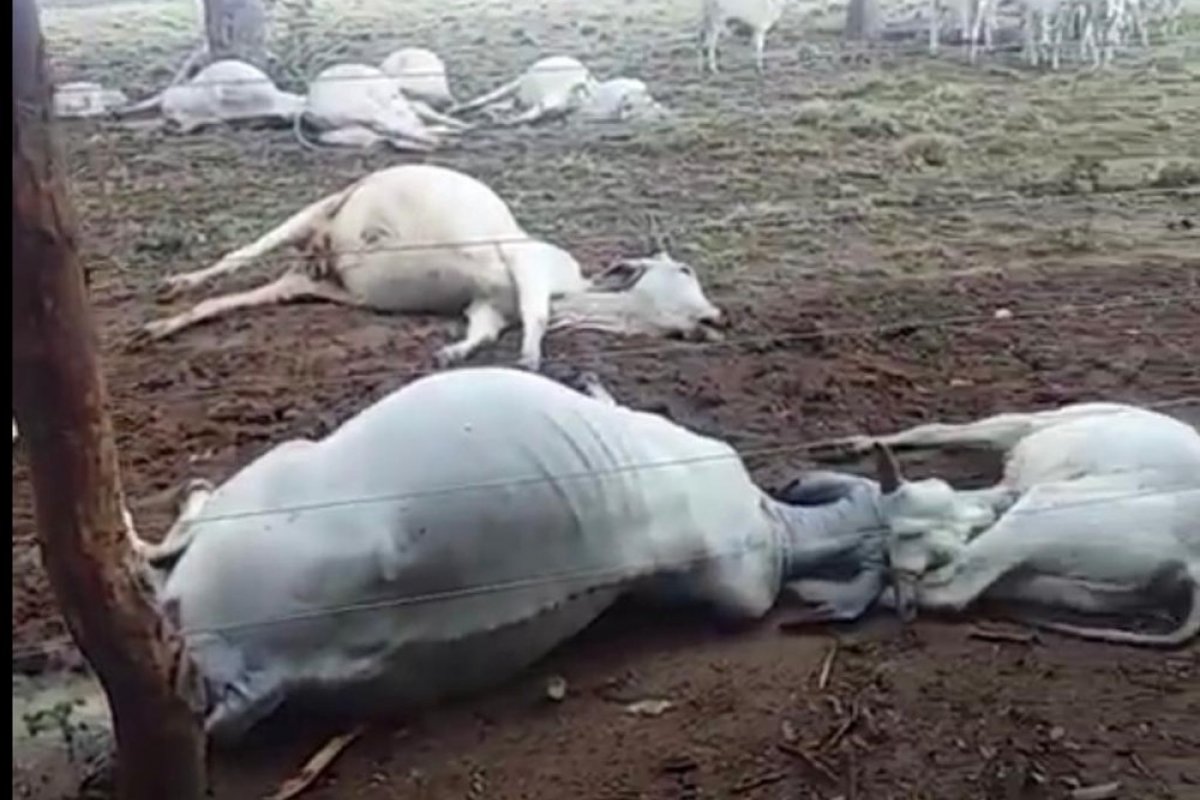 Raio provoca morte de 14 cabeças de gado no oeste da Bahia
