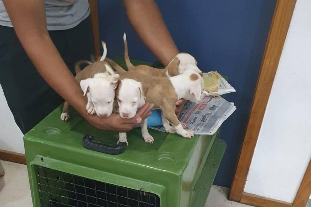 12 pessoas são presas por maus-tratos e 8 detidas por tráfico de animais em feira de filhotes, em Caxias