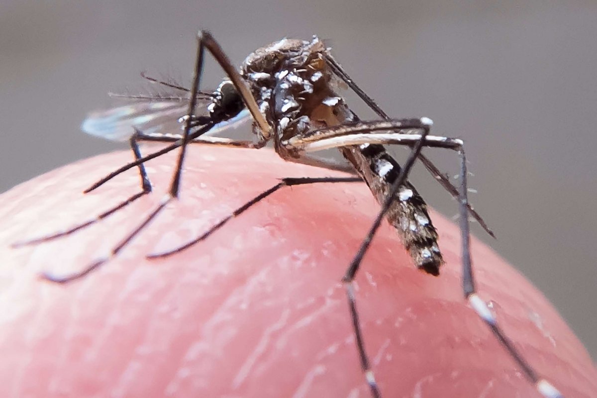 Pesquisadores iniciam estudo em busca de modelos capazes de prever epidemias de dengue, zika e febre amarela
