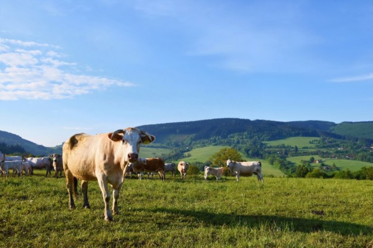 Plano de desenvolvimento da Agropecuária nordestina vai apoiar cadeias produtivas