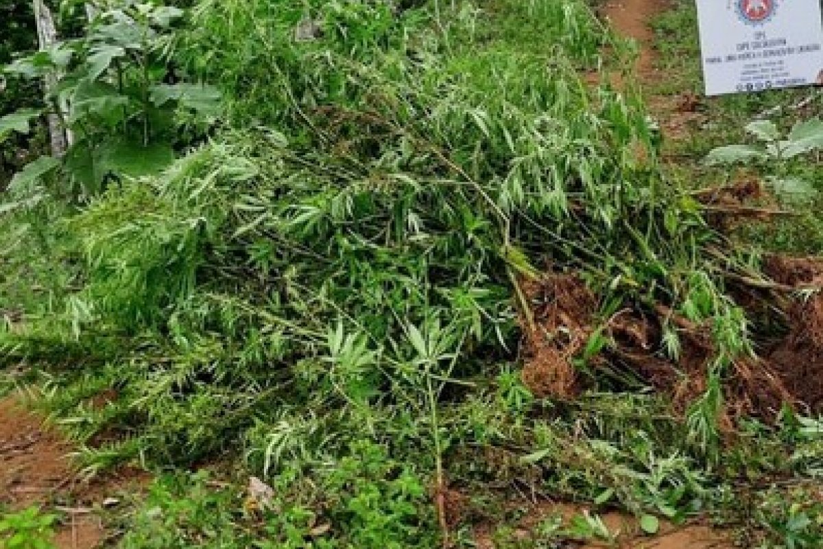 Cipe Cacaueira erradica 1.200 pés de maconha em Taperoá 