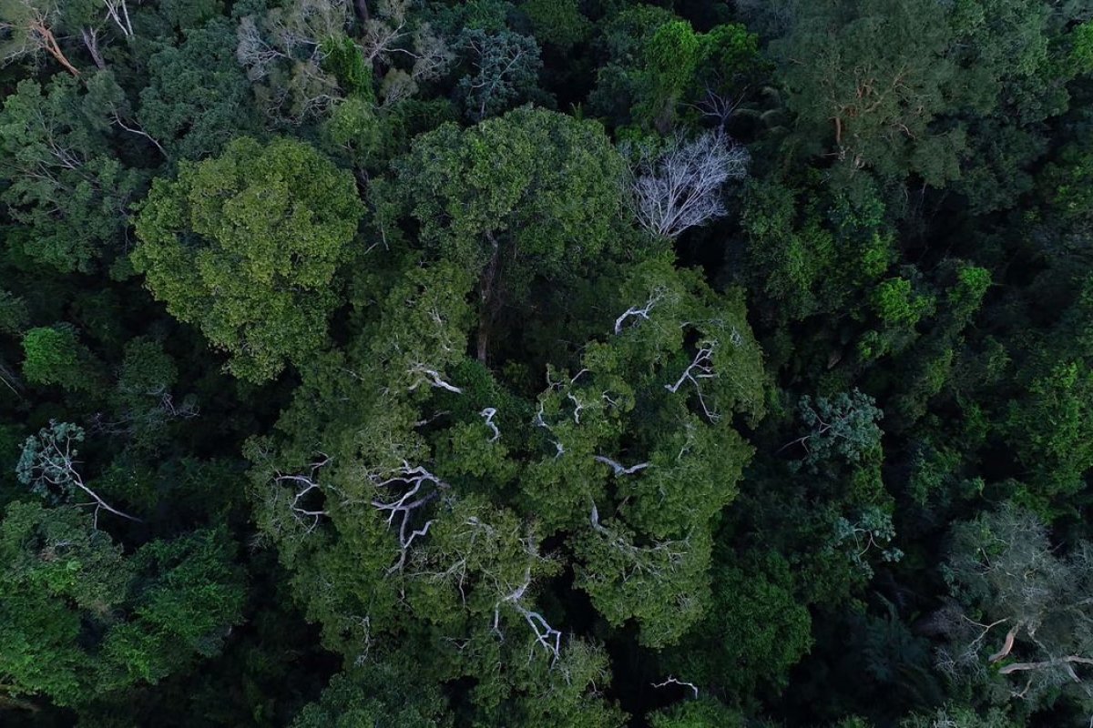 Governo diz que desmatamento na Amazônia teve queda de 70% no mês de janeiro