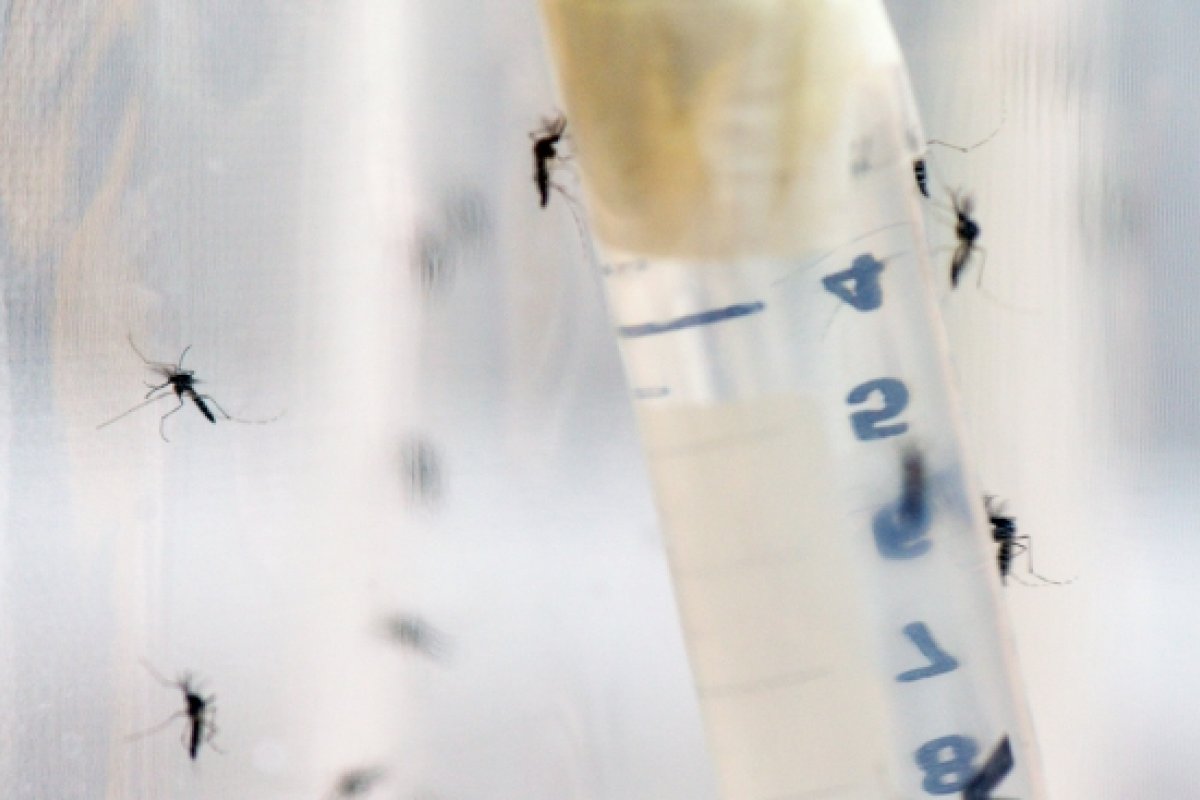 OMS declara alerta sobre altos índices de dengue no Brasil