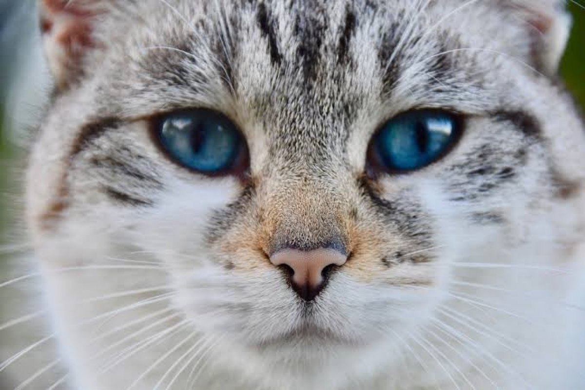 Dia Mundial do Gato: confira os cuidados para manter em dia a saúde do seu pet  