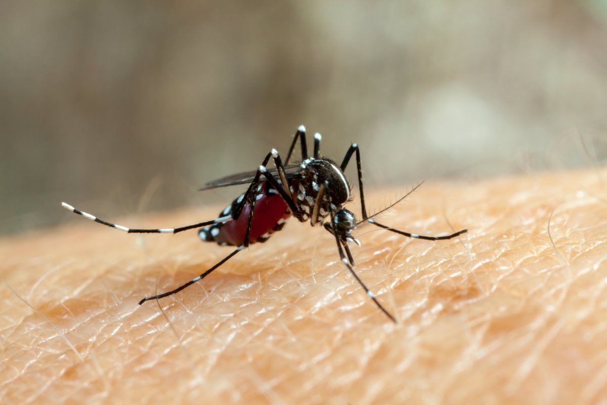 Verão sem dengue: saiba como se prevenir na época mais crítica da epidemia