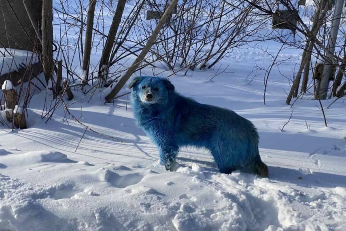 Cachorros de rua com pelo azul são encontrados na Rússia