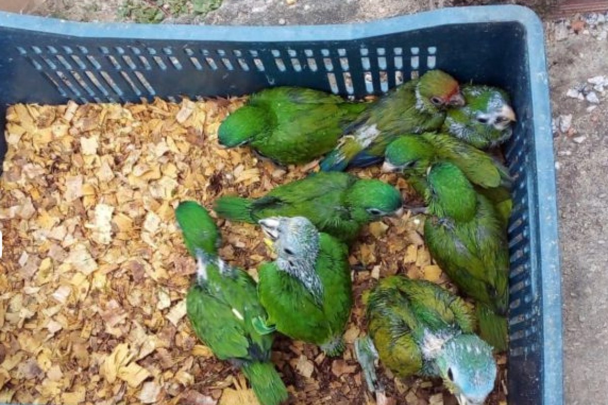 Mais de 500 mil pássaros são apreendidos no recôncavo baiano 