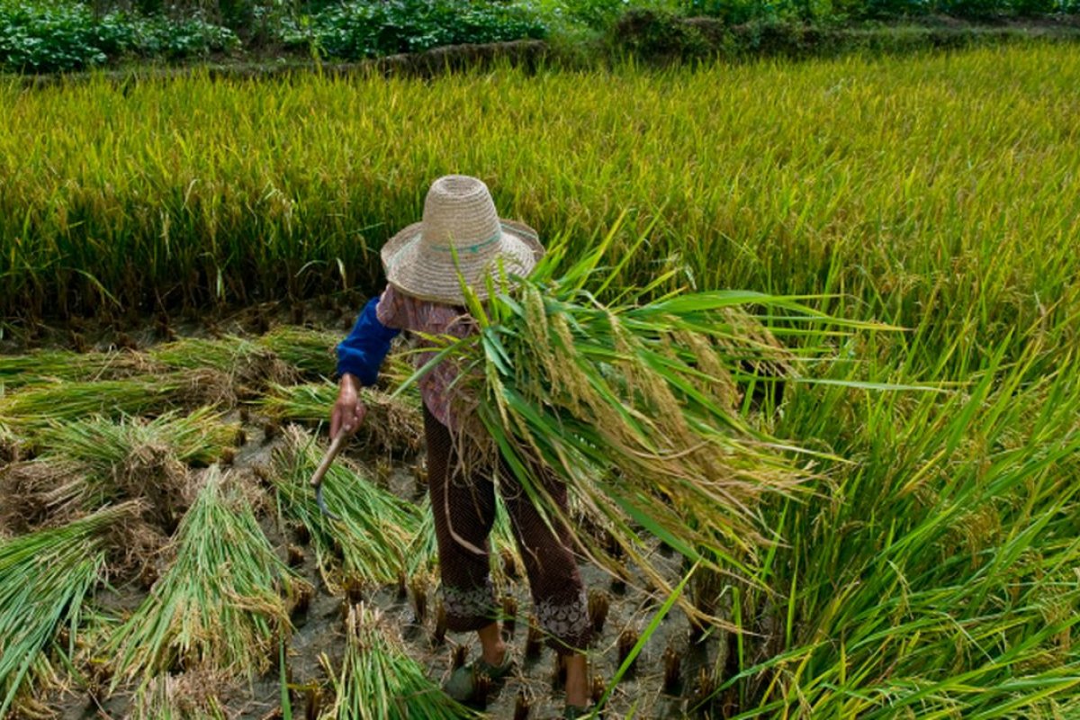 Verba para combate ao trabalho escravo encolhe mais de 40% em 2020
