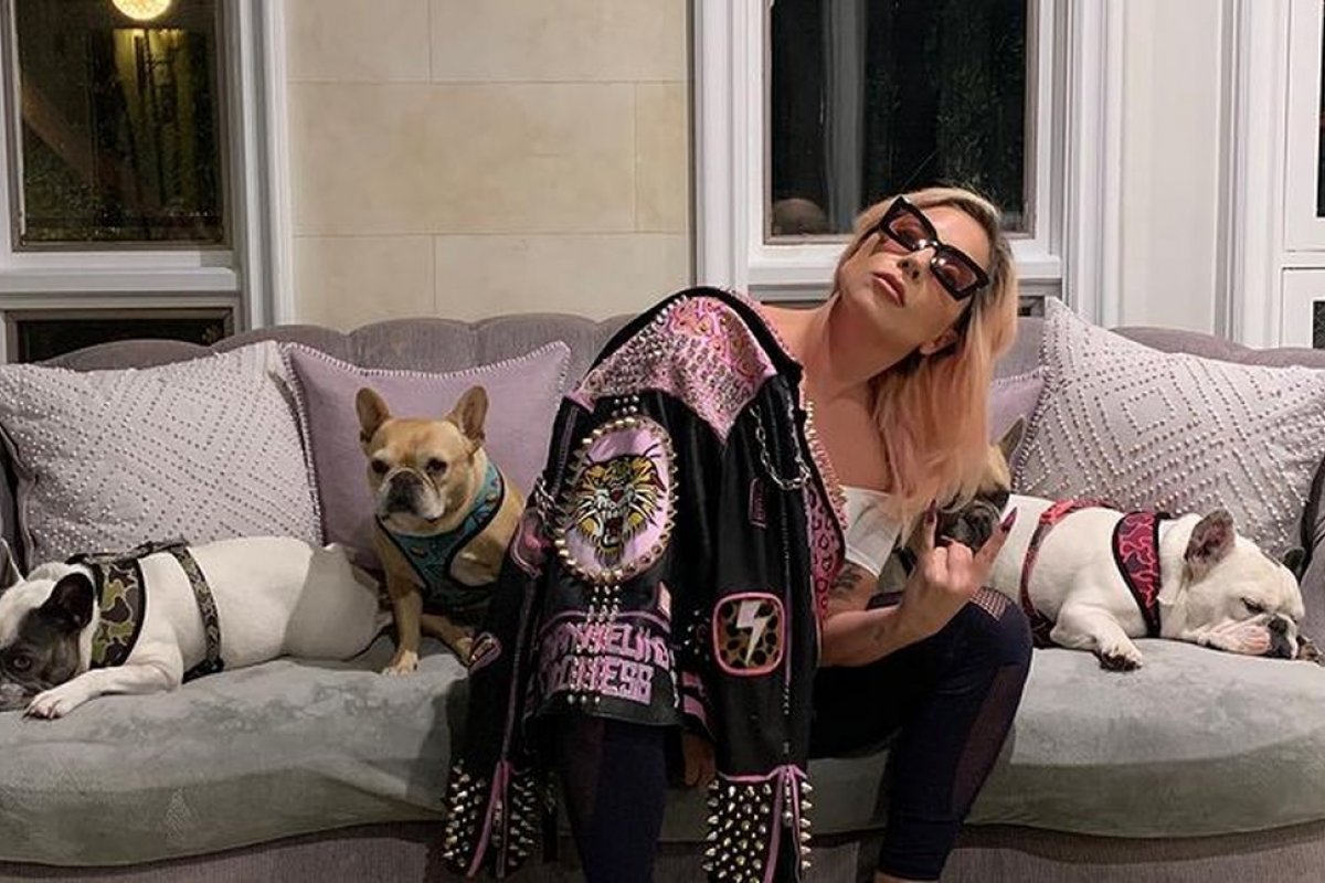 Cachorros de Lady Gaga são roubados durante passeio com 'dog walker"