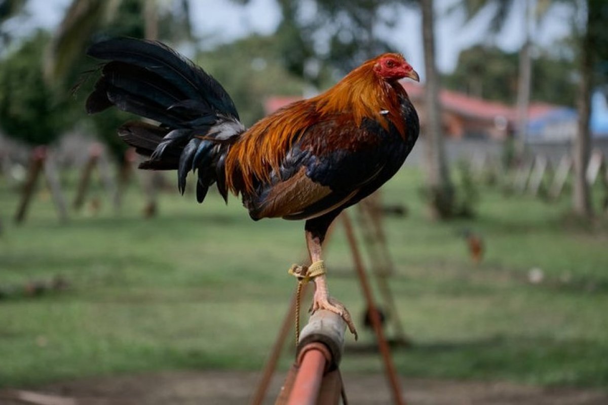Galo de rinha ilegal na Índia mata próprio dono com facada 