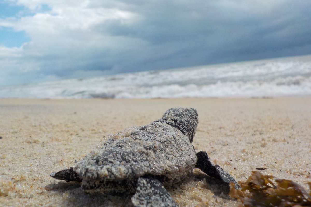 Projeto no sul da Bahia registra nascimento de 2,5 mil tartarugas marinhas em três dias