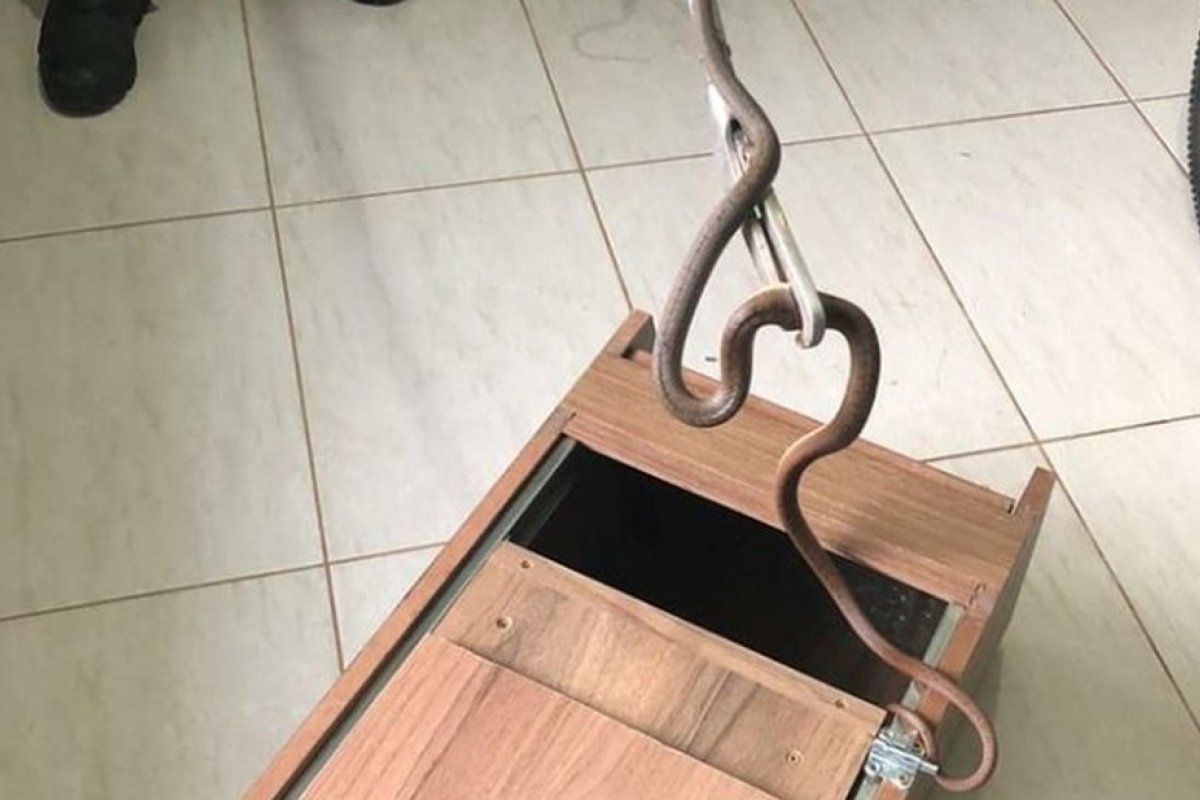 Cobra é encontrada em residência no oeste da Bahia