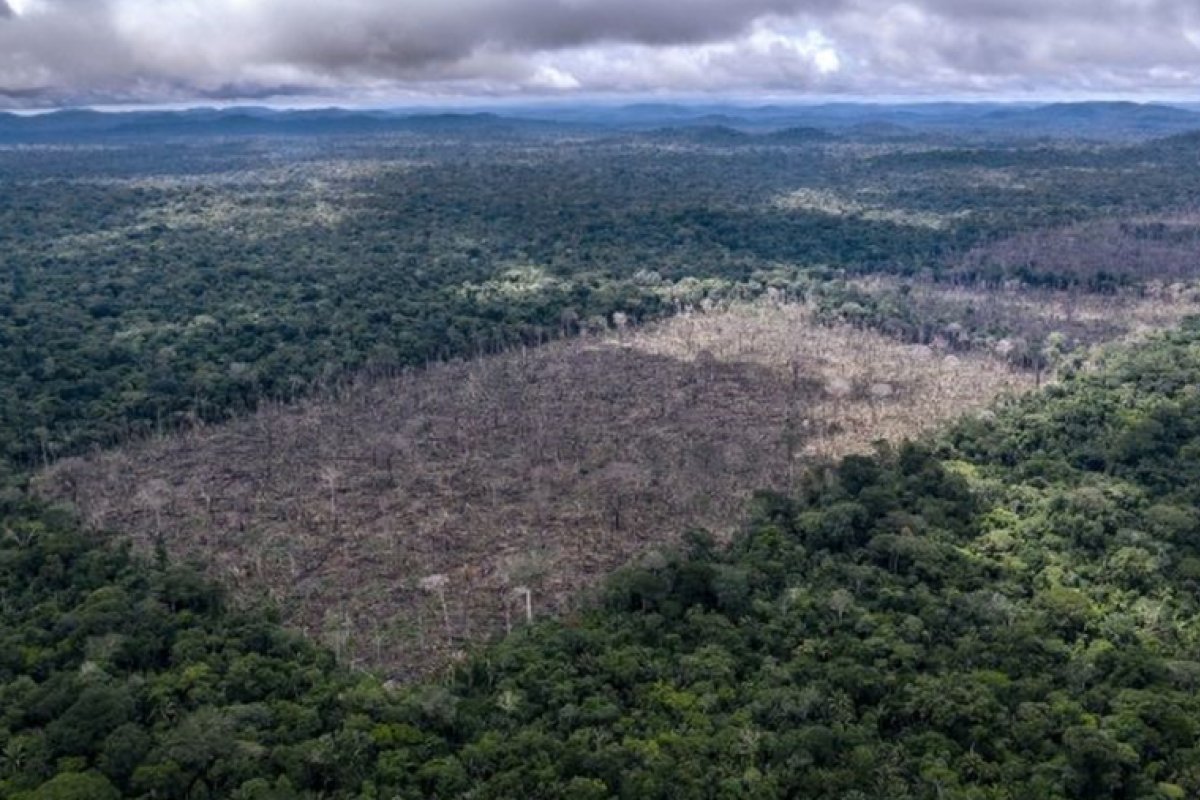 Dois terços de floresta tropical do mundo foram destruídos, diz ONG