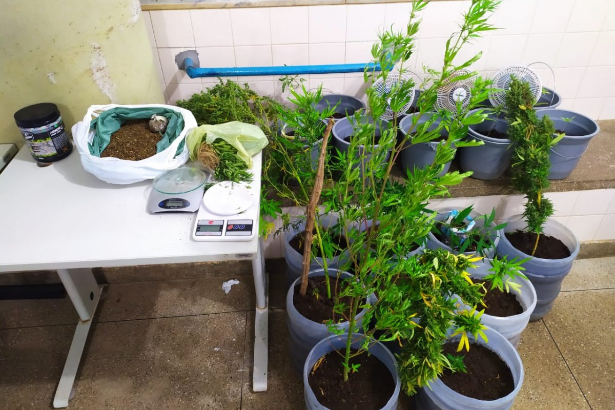 Homem é preso em flagrante com 19 pés de maconha no norte da Bahia