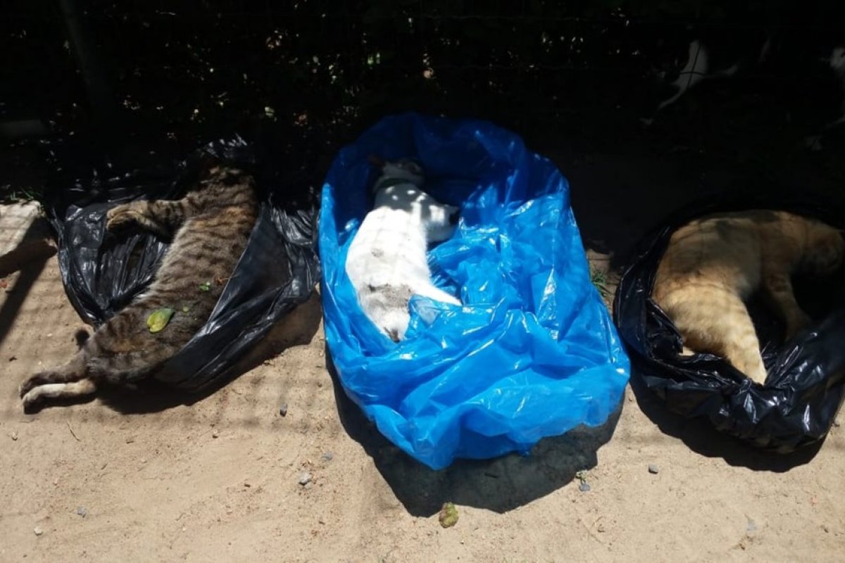 Moradores denunciam sumiço e morte por envenenamento de quase 40 gatos em condomínio de luxo 
