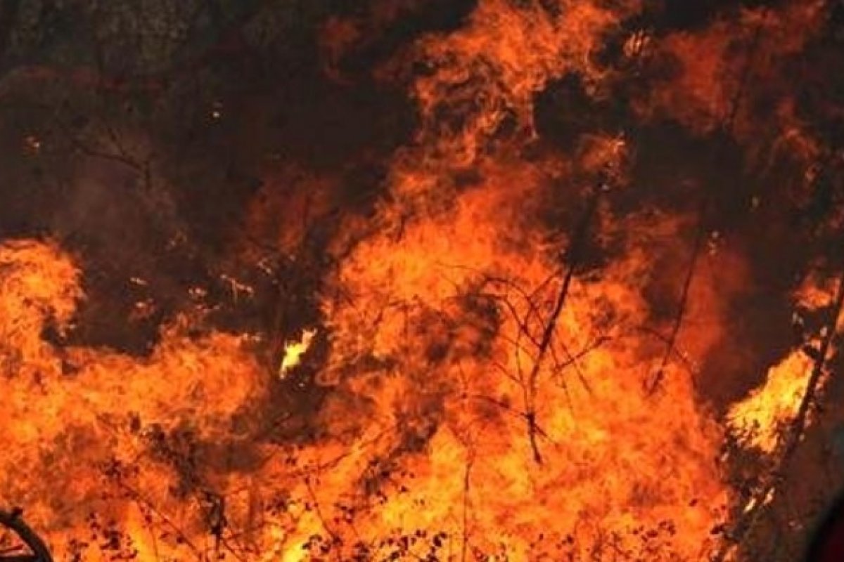 Incêndios ameaçam capacidade de florestas armazenarem CO2	