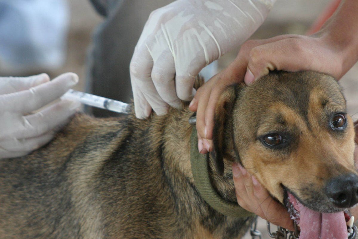 Brasil doa vacinas antirrábicas caninas à Bolívia