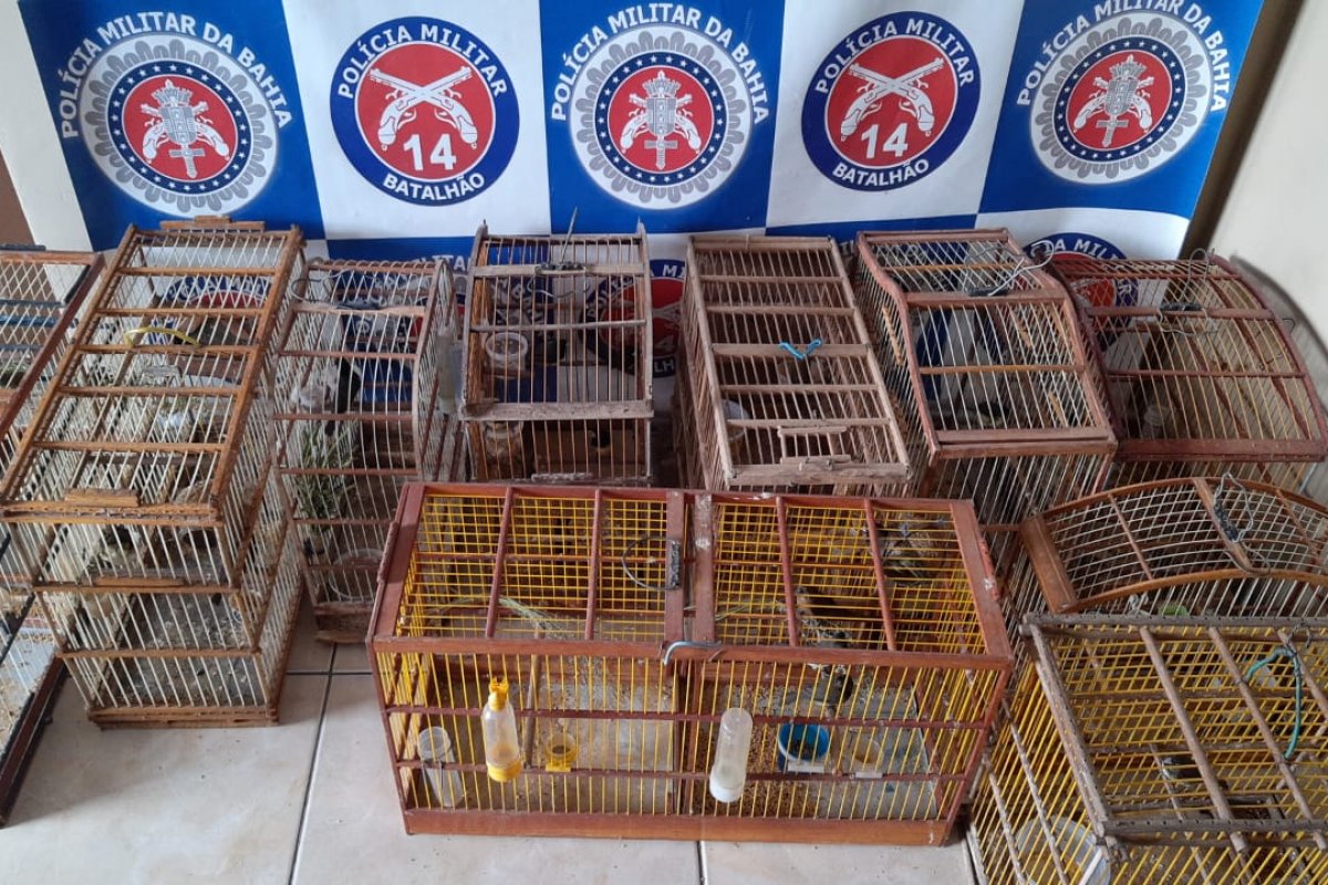 Em 48h, PM resgata 115 pássaros silvestres 