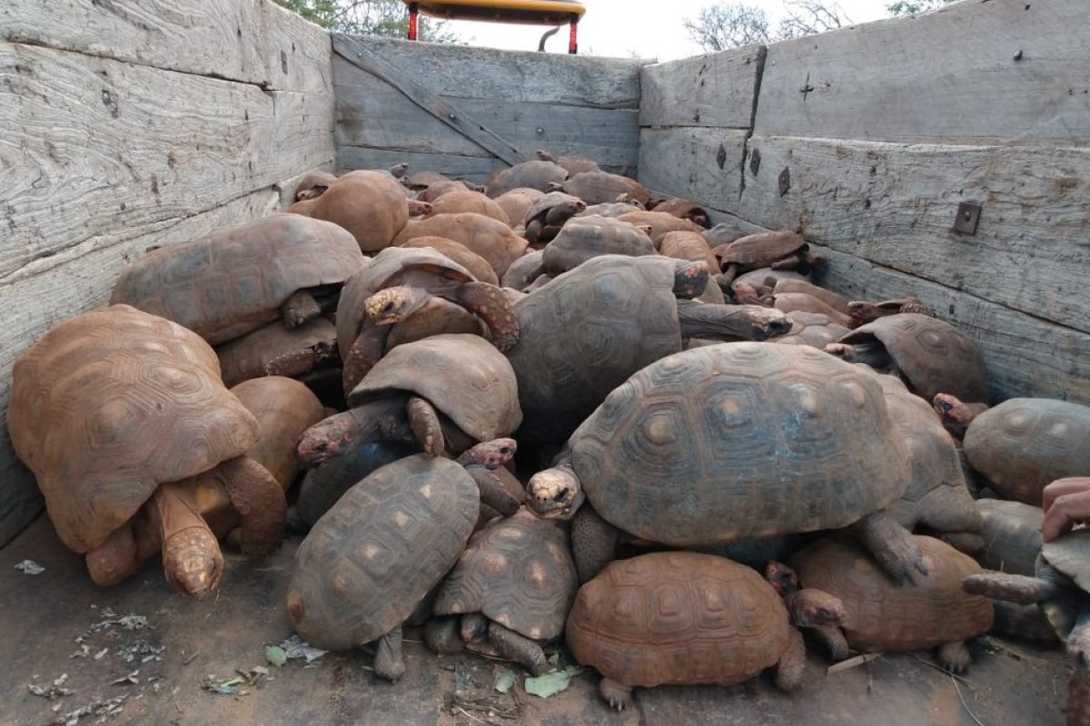 Operação do Ibama devolveu à natureza quase 450 jabutis e iguanas resgatados de traficantes e do comércio ilegal na Bahia 