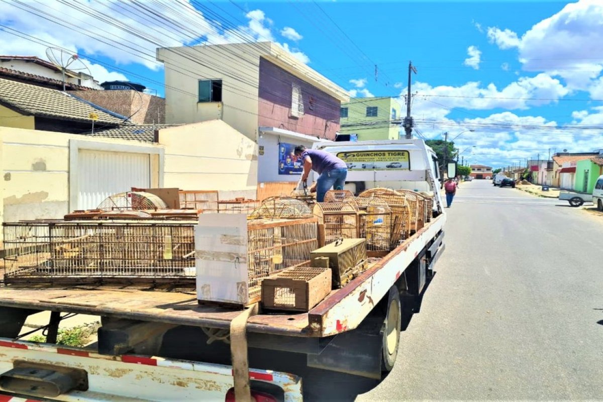 Operação apreende 150 animais em condições de maus-tratos em Vitória da Conquista