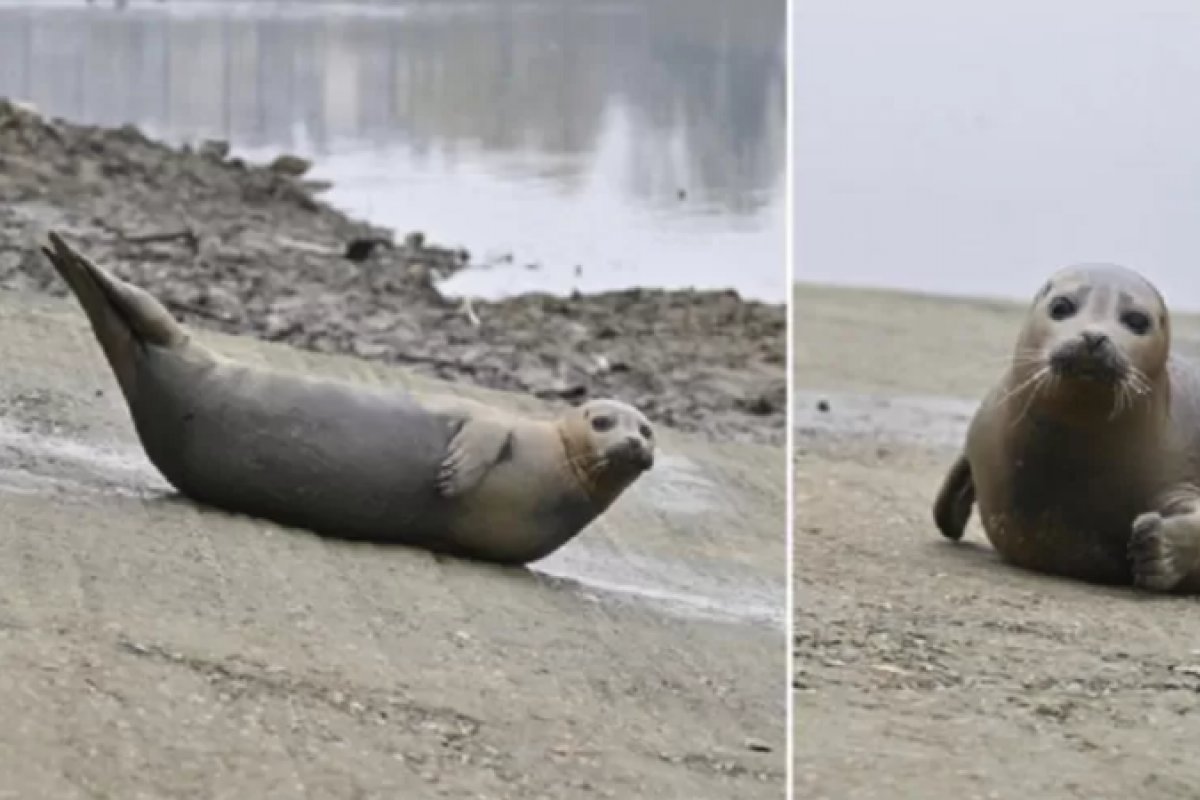 Foca famosa por fazer palhaçadas morre após ser atacada por cão em Londres