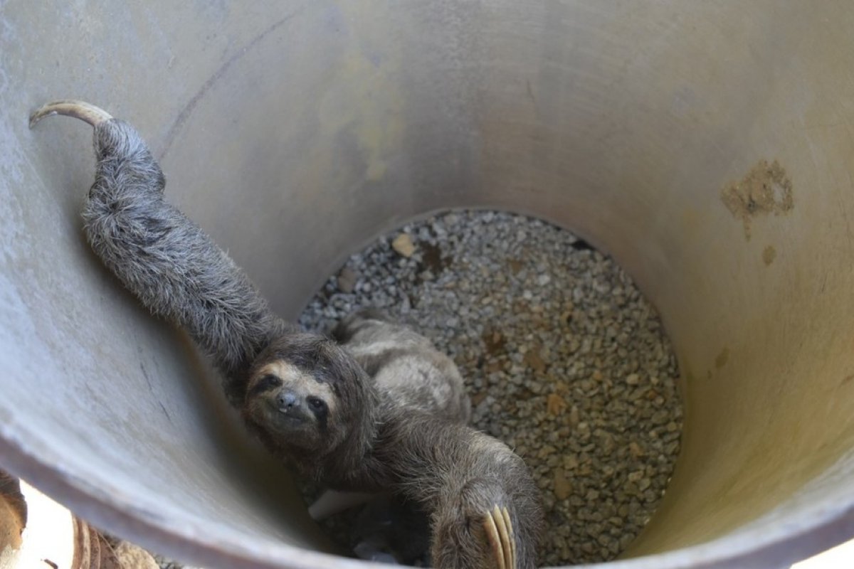 Bicho preguiça é resgatado em empresa no sudoeste da Bahia
