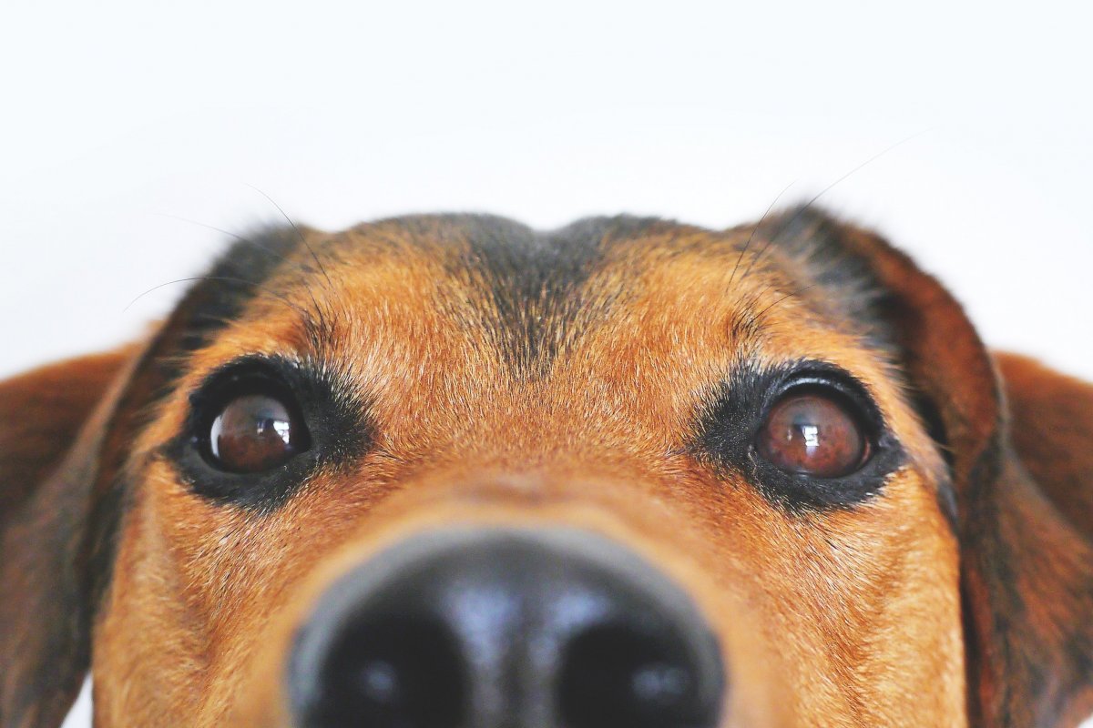  Camaçari recebe 2ª Feira de adoção de animais