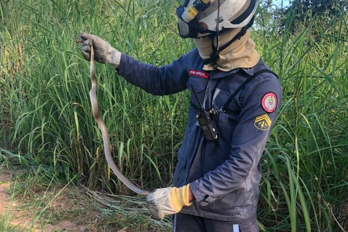 Cobra é resgatada em quintal de casa em Barreiras, no oeste da Bahia