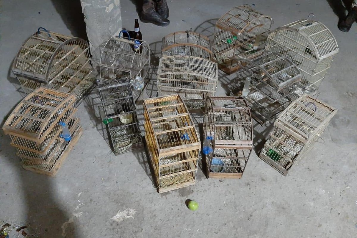 Homem é preso com cerca de R$ 3,1 mil, revólver, munições e gaiolas com pássaros em bar ilegal na Bahia