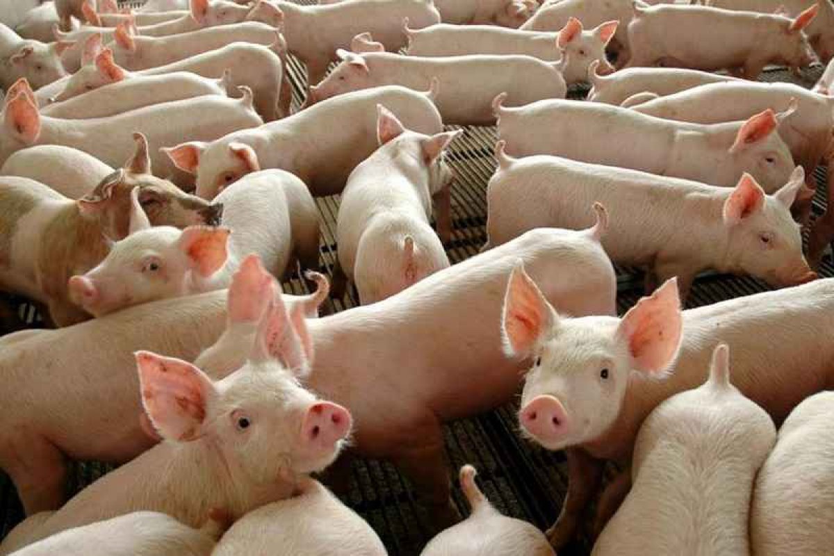 Brasileiros avançam em pesquisa sobre transplante de órgãos de porcos para humanos