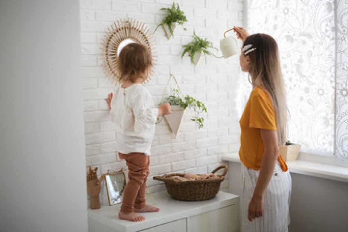 Aprenda a escolher a planta certa para os ambientes domésticos