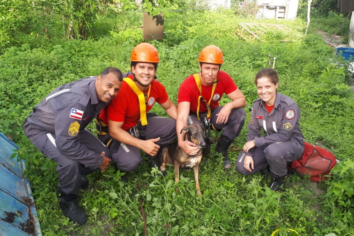 Cadela cai em cisterna e é resgatada por bombeiros em zona rural da Bahia