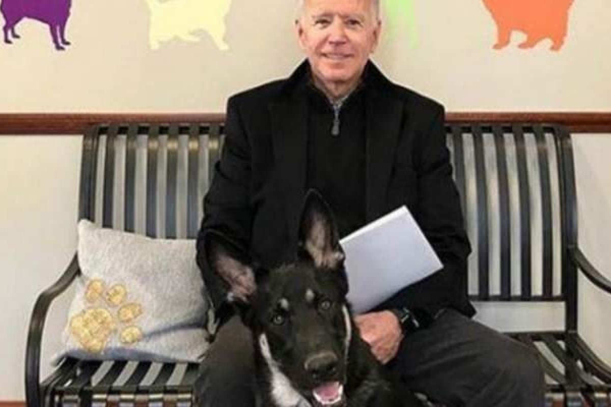Cachorro de Biden retorna para Casa Branca, mas vai passar por novo treinamento