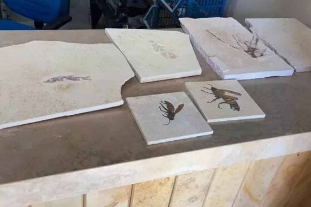 Justiça francesa ordena que fósseis contrabandeados sejam repatriados para o Ceará