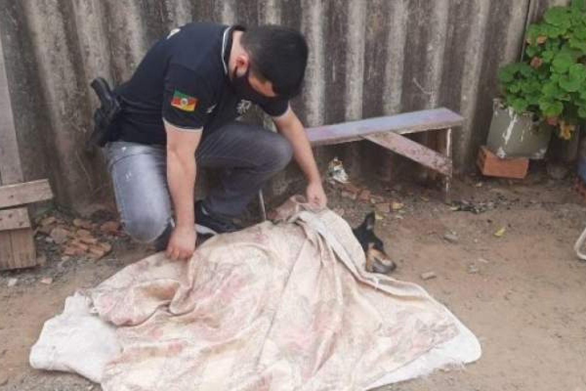 Homem mata cadela do vizinho a chutes, no Rio Grande do Sul