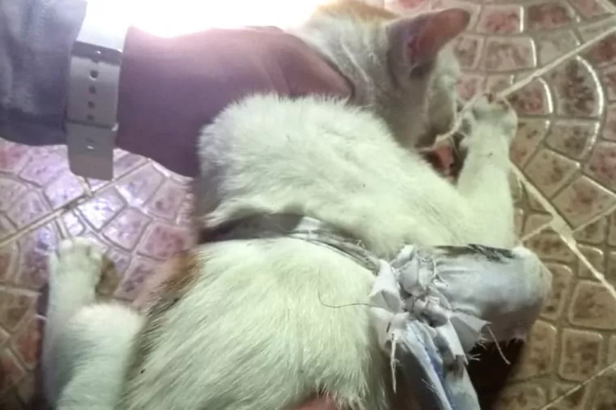 Polícia captura gato tentando transportar drogas para uma prisão no Panamá