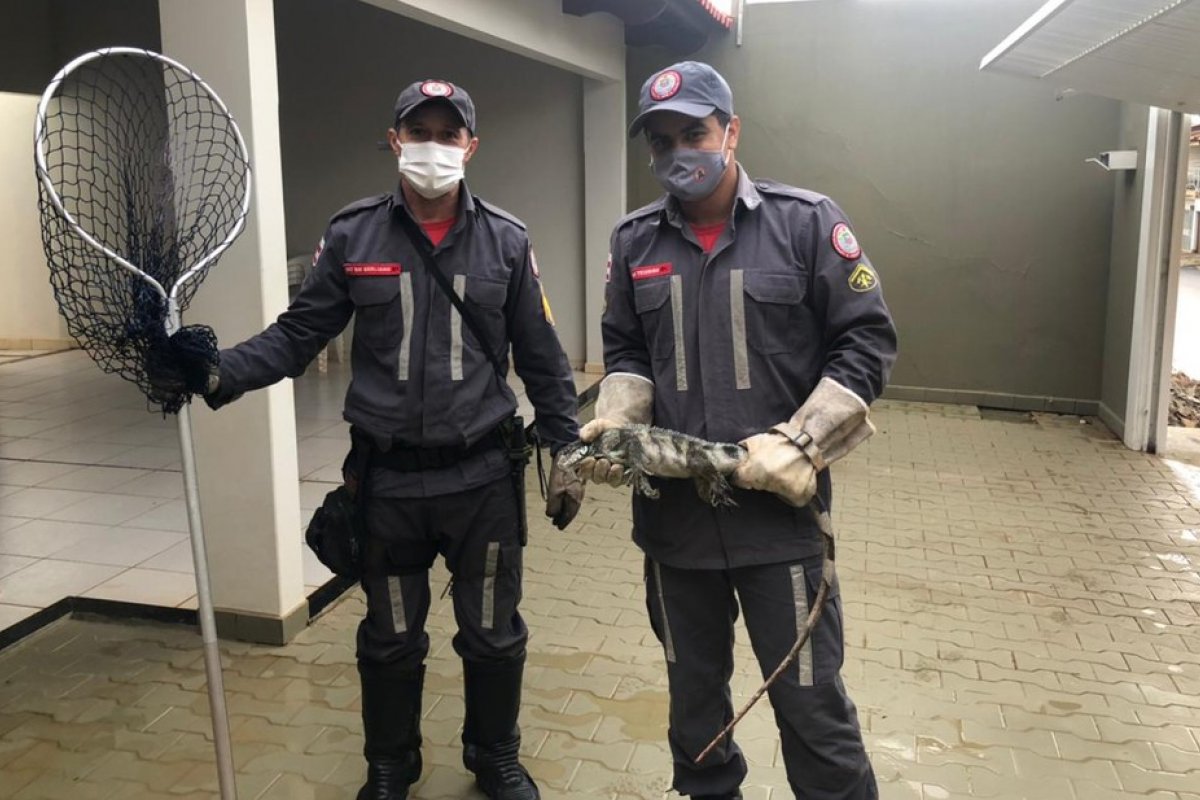 Iguana encontrada em imóvel é resgatada por bombeiros em Barreiras 