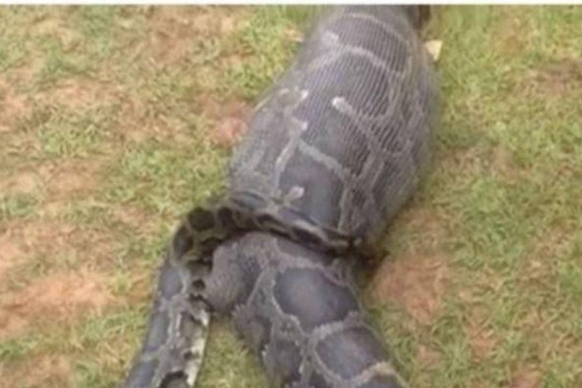 Mulher desaparecida na Indonésia é encontrada dentro de cobra píton