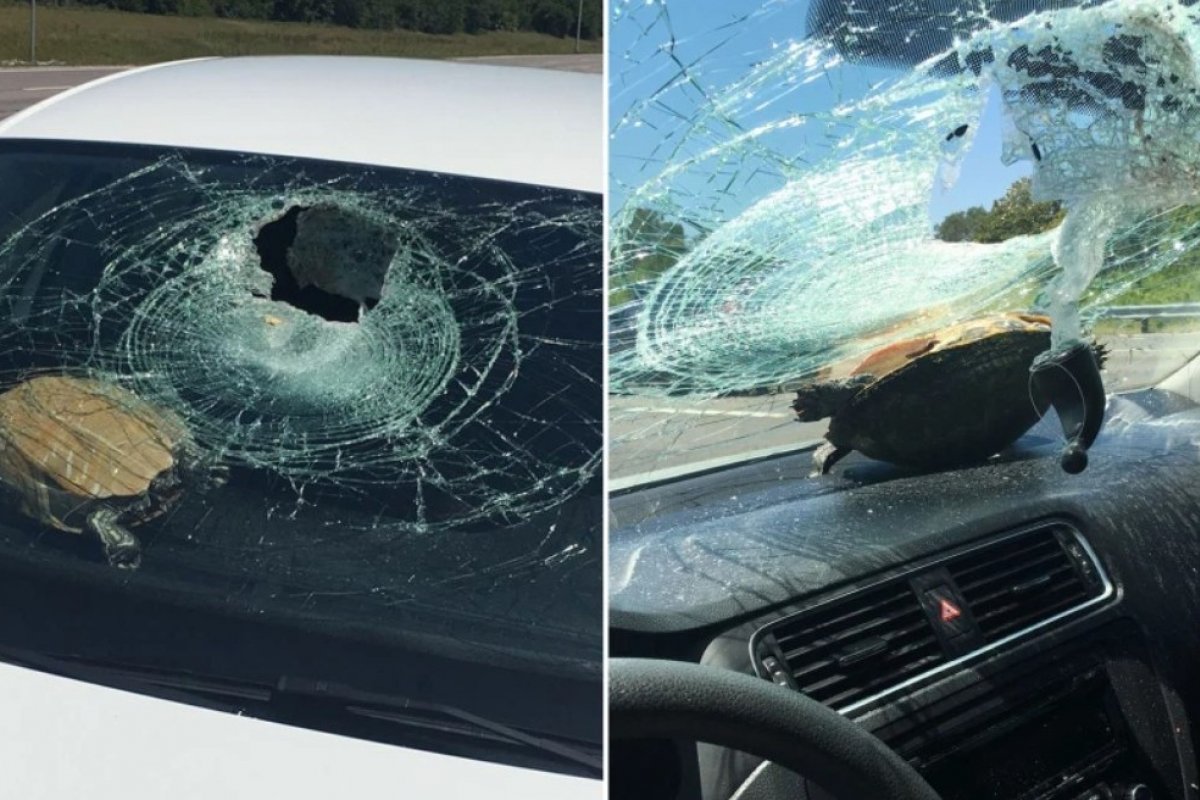 Tartaruga bate em parabrisa de carro e atinge mulher de 71 anos na cabeça