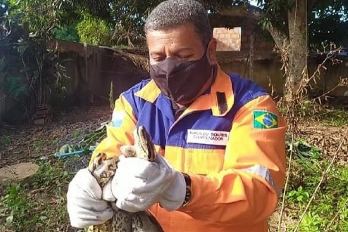 Duas cobras são resgatadas em residências de Camaçari